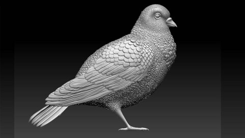 dove pigeon bird