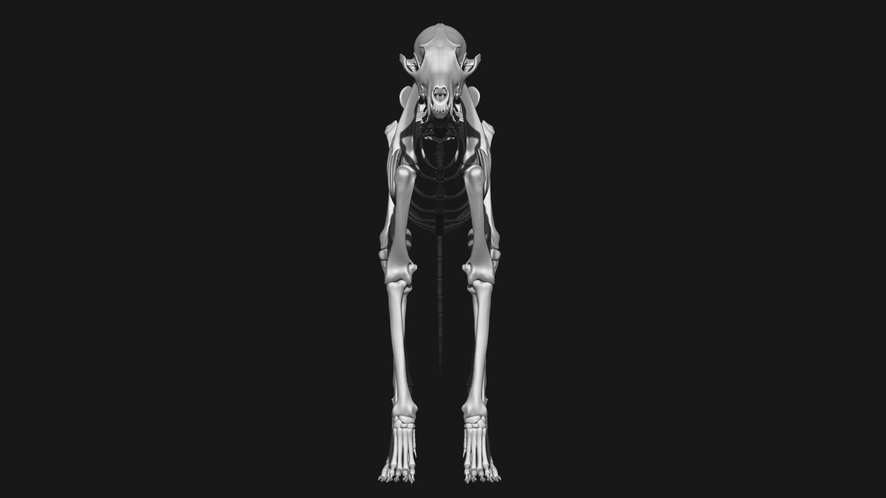 Artstation Fox Skeleton Resources