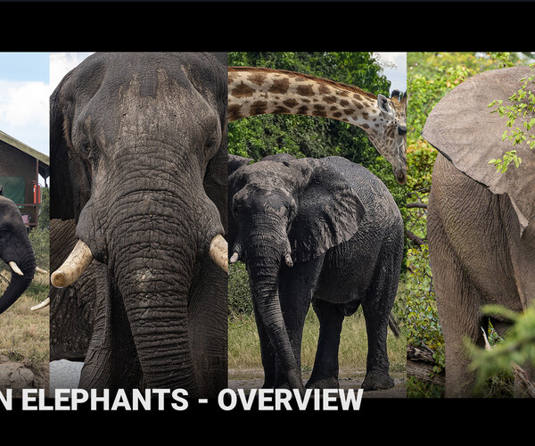 ArtStation - African Elephants - Reference Pack | Resources