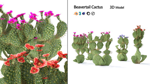 Beavertail cactus