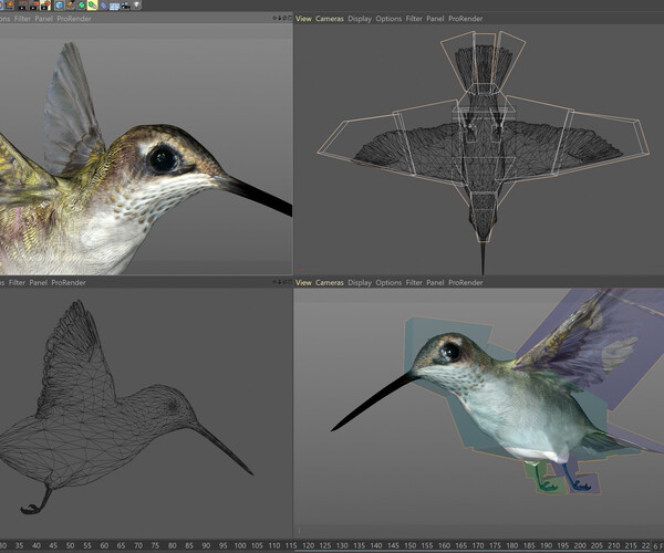 ArtStation - Animated Hummingbird | Resources