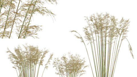 HQ Plants Celtica Gigantea Stipa Golden Oats Version2