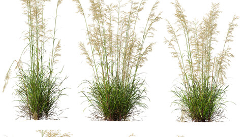 HQ Plants Celtica Gigantea Stipa Golden Oats Version4