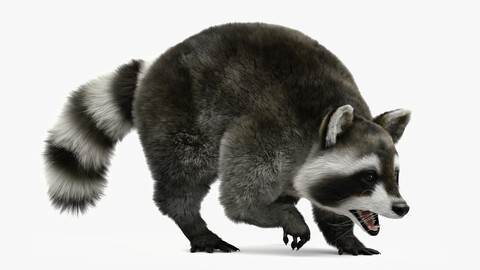 Wild Raccoon