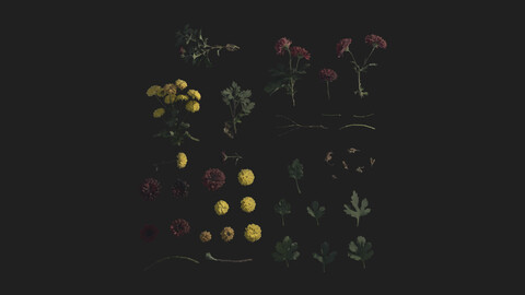 Chrysanthemum - Leaves and Flowers