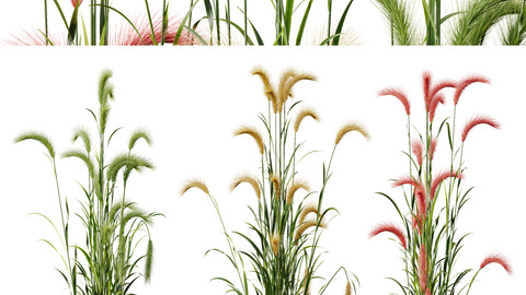 Plants Hordeum Jubatum Foxtail Barley Ornementale Orge Version04