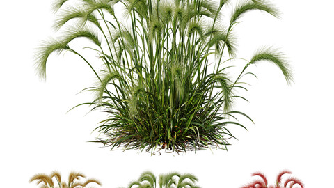 Plants Hordeum Jubatum Foxtail Barley Ornementale Orge Version02