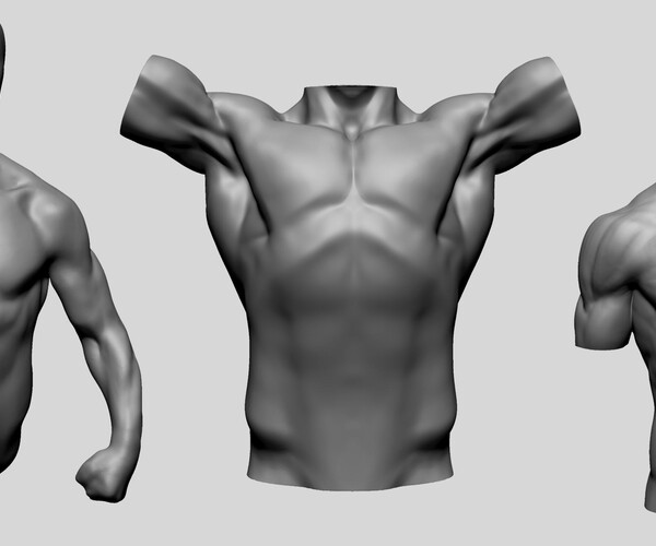 ArtStation - Male Torso Models For Reference | Resources