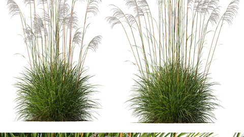 Plants Miscanthus Nepalensis Sinensis Sarabande Adagio