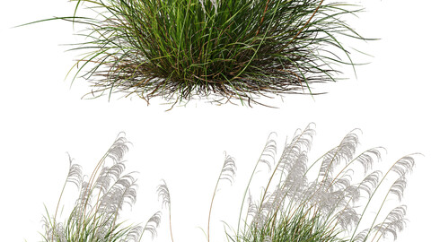 Plants Miscanthus Nepalensis Sinensis Sarabande Adagio Version02 Windy