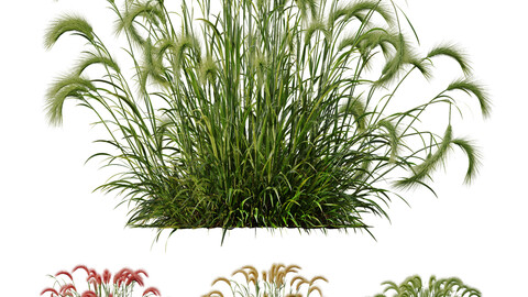 Plants Hordeum Jubatum Foxtail Barley Ornementale Orge Version03