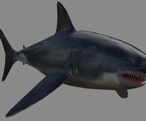 ArtStation - Shark Rigged and Animation in Blender