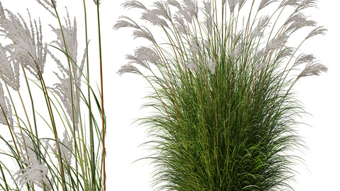 Plants Miscanthus Nepalensis Sinensis Sarabande Adagio Version04