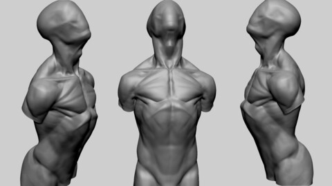 Base Male Torso C