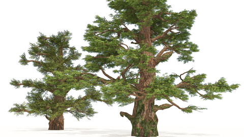 Juniper trees with berries fruit