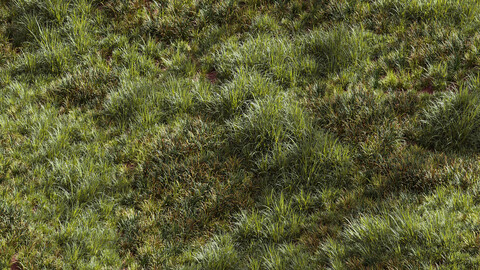 Meadow Lawn Grassland Set 002