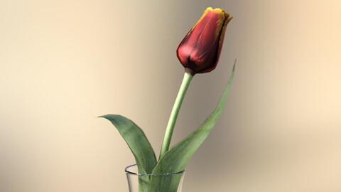 The lonely tulip