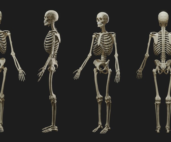 ArtStation - Human male skeleton sculpt v2 | Resources