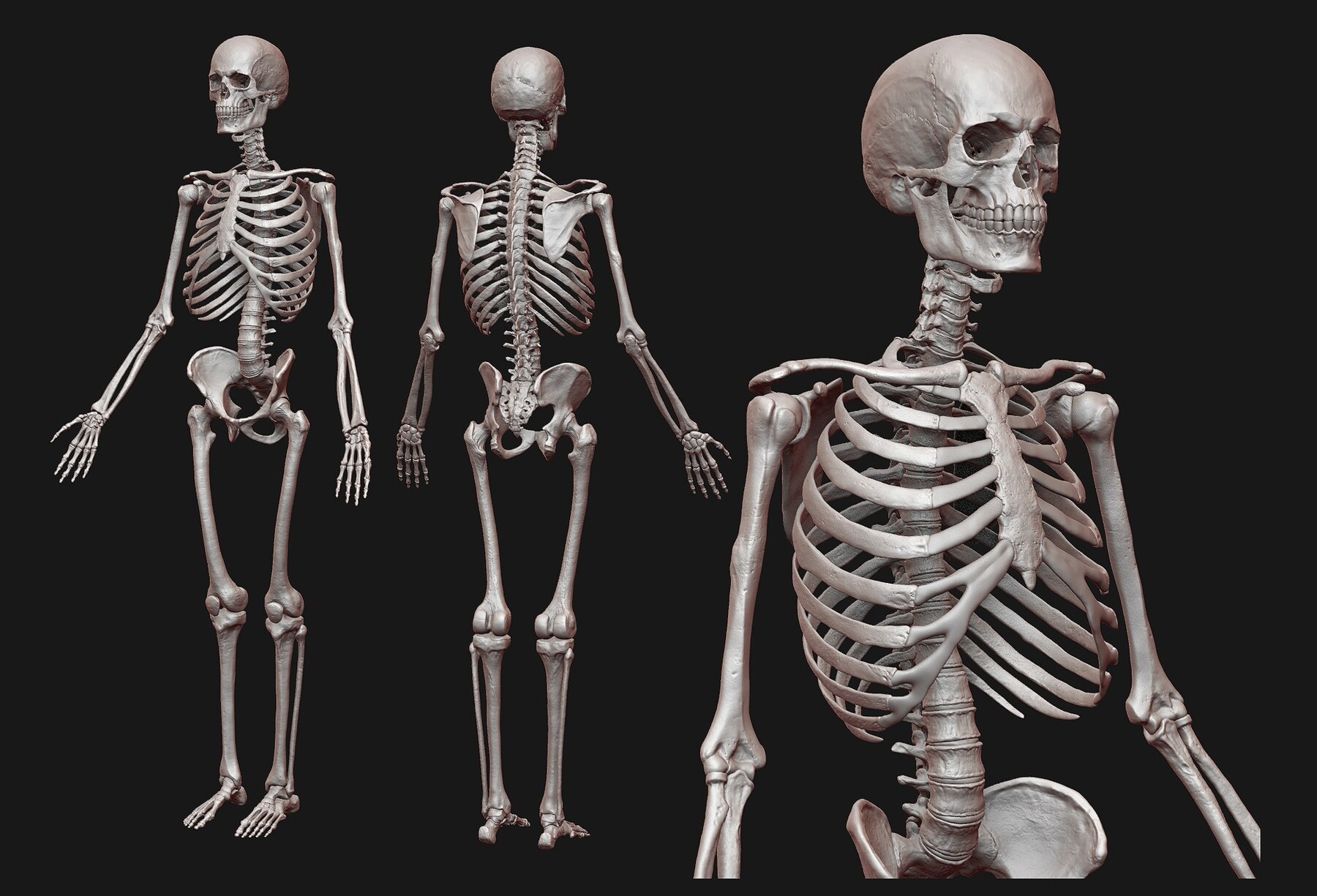 ArtStation - Human male skeleton sculpt v2 | Resources