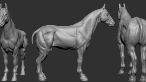 Horse Base_Mesh