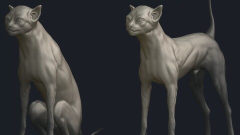 Cat Base Model (FREE)