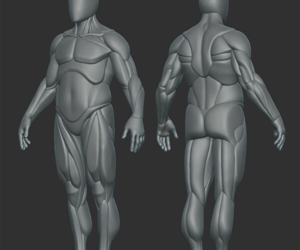 ArtStation - Male Somatotype Base Mesh | Resources