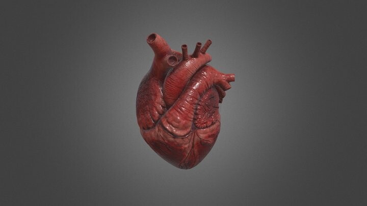 ArtStation - Human Heart model with Ztool & Substance file | Game Assets