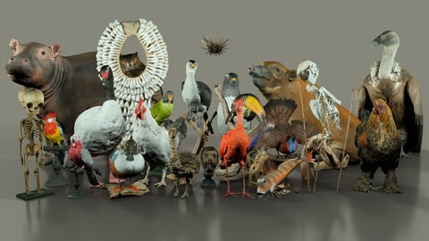 Step into the World of Taxidermy with 26 Photogrammetry-Scanned Specimens in 4K Texture and OBJ Format