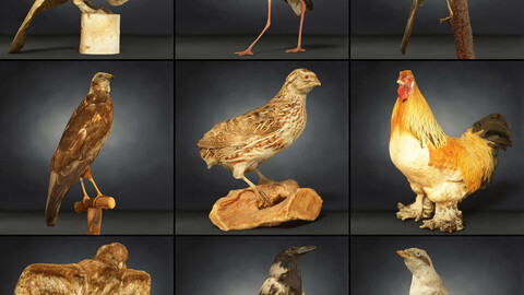 9 Birds 2: A Breathtaking Collection of 3D Scanned Models for VR, Arch Viz, and More