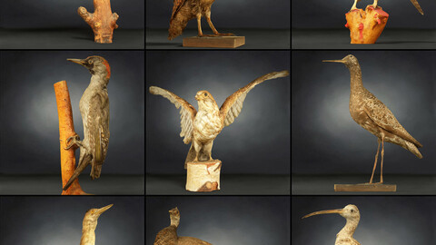 9 Birds 3: A Breathtaking Collection of 3D Scanned Models for VR, Arch Viz, and More Owl Woodpecker