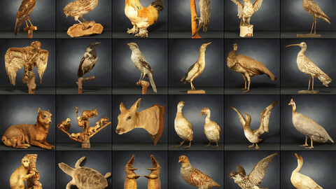 36 Animals and Birds: A Stunning Collection of 3D Scanned Models for VR, Arch Viz, and More Owl Rooster Cat Crocodile Goat Monkey