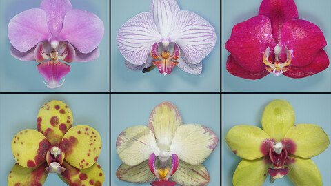 Bloom Like a Boss with the 6 Orchid Flowers Collection!