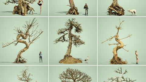 Bring Some Life to Your Dead Bonsai Game with the 9 Dead Bonsai Tree Collection!