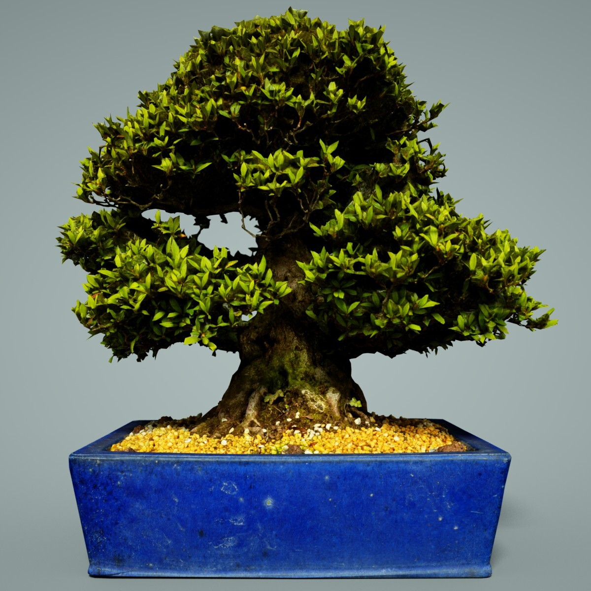 ArtStation Bonsai Bonanza 23 Satsuki Trees to Transform Your