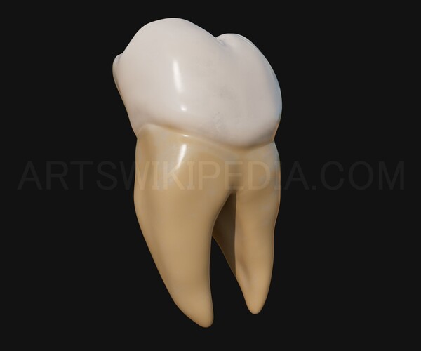 molar tooth 3d