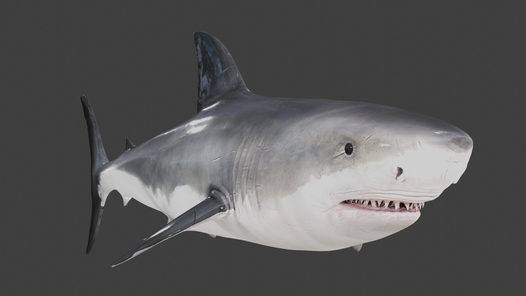 ArtStation - The Great White Shark - Animated and Rigged | Game Assets