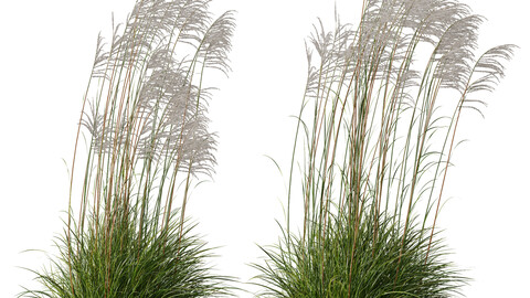 Plants Miscanthus Nepalensis Sinensis Sarabande Adagio Windy