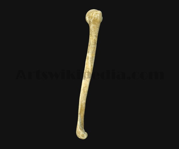 ArtStation - 3D Humerus Bone | Resources