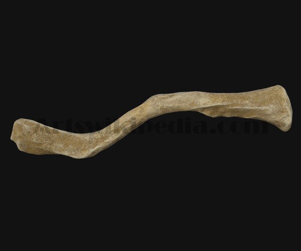 ArtStation - 3D clavicle bone | Resources