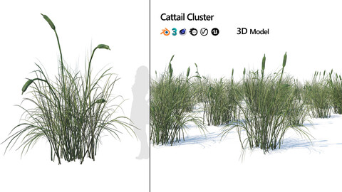 broadleaf cattail grass cluster