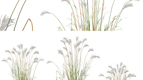 Plants Miscanthus Nepalensis Sinensis Sarabande Adagio Version03