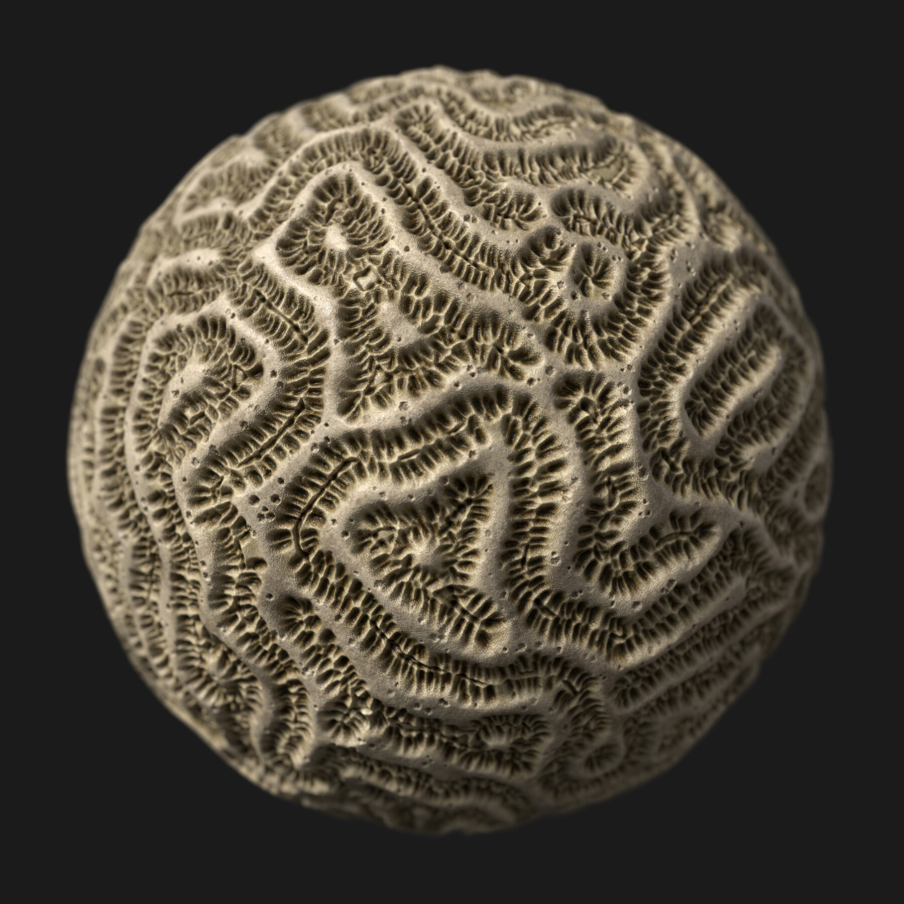 ArtStation - Dead Brain Coral PBR Material 001 | Game Assets