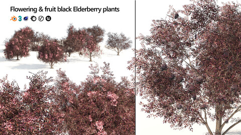 Rigged Flowering and fruit black Elderberry plant