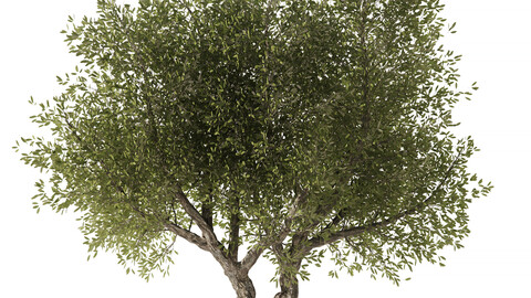 Olive Tree Set3 (3DMAX+SPEEDTREE+FBX+OBJ+STL+TEXTURES)