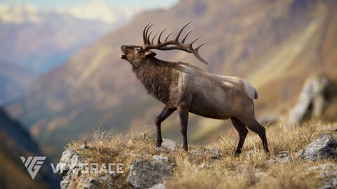 Male Elk Animated | VFX Grace