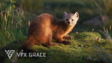 American Marten Animated | VFX Grace