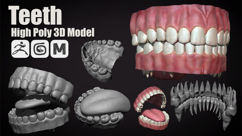 Teeth | High Poly 3D Model