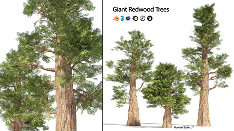 3 Rigged Giant and dawn Redwood trees