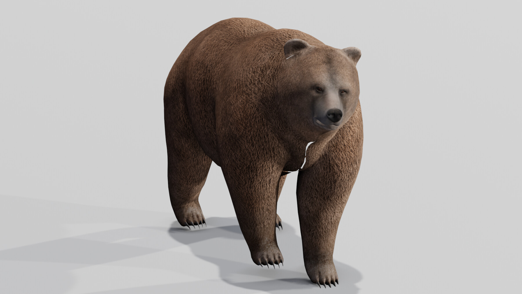 OBJ file Bear DOWNLOAD Bear 3d model animated for blender-fbx