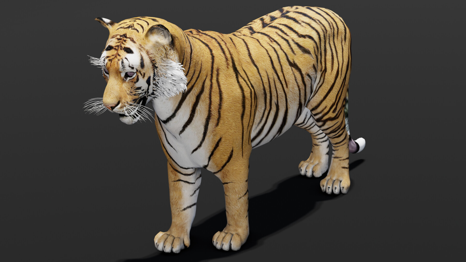 OBJ file TIGER DOWNLOAD Bengal TIGER 3d model animated for blender